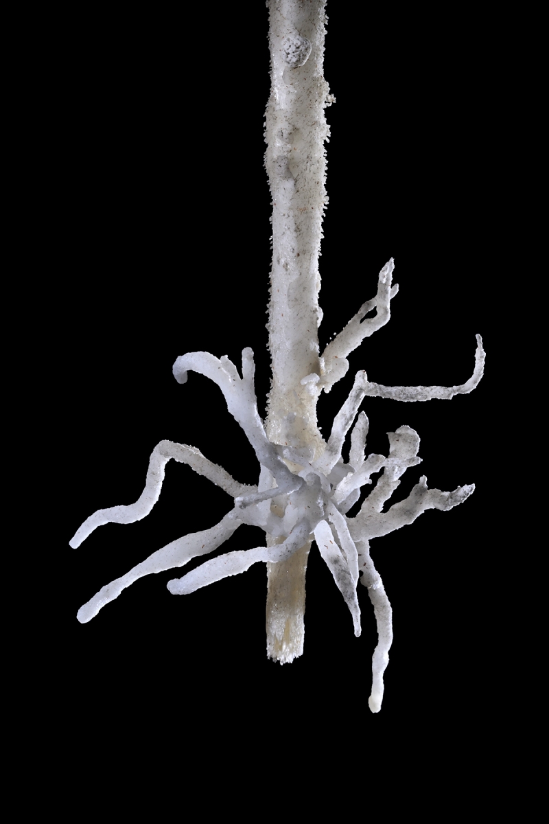 Caverna Angelica (Terra Ronca, Goias) - Détail d'excentriques à l'extrémité d'une stalactite
